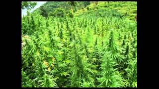 Capital Letters - Smoking My Ganja -