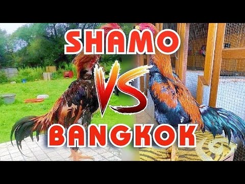 , title : 'Jangan Sampai Salah‼️Ini 6 Perbedaan Ayam Shamo Dengan Ayam Bangkok Yang Wajib Diketahui'