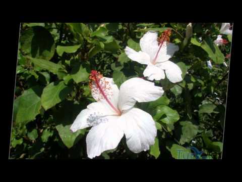 С днём рождения, Xsana (Москва)!!!