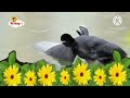 Go Eco 2014 Flower Blossom