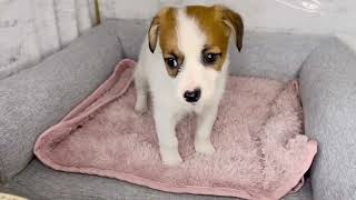 ジャックラッセルテリアの動画01