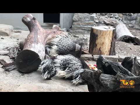 Jeżozwierze na nowym wybiegu w ZOO Wrocław