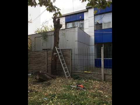 Спил деревьев - фото 3 - id-p6795921