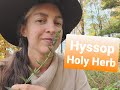 Hyssop The Holy Herb from the Bible "Cleanse Me with Hyssop", Hyssopus officinalis-