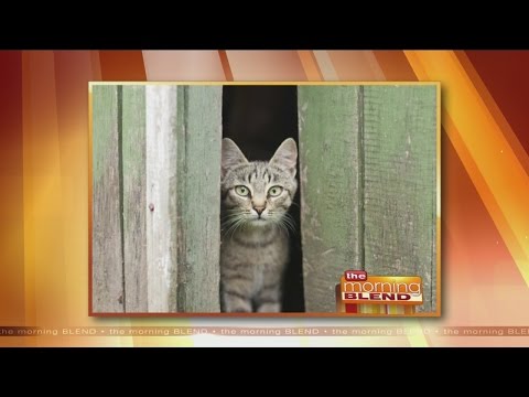 The Benefits of Barn Cats