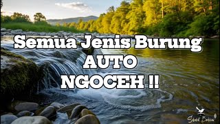 Download lagu 🔴 Suara air sungai untuk terapi burung stress - Relaksasi Burung - Terapi burung macet- AMPUH ❗ mp3