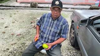 Download lagu Pelam kuini usia 50 tahun pokok rendah mp3 Download lagu Pelam kuini usia 50 tahun pokok rendah mp3