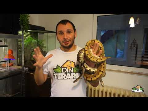 Ep. 70 - Pitonul regal