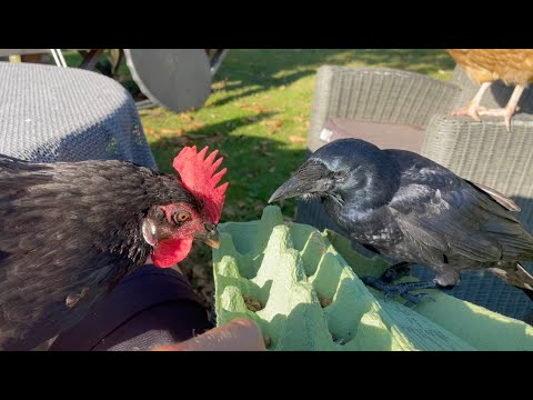 Kobus der Hühnerfreund Teil zwei