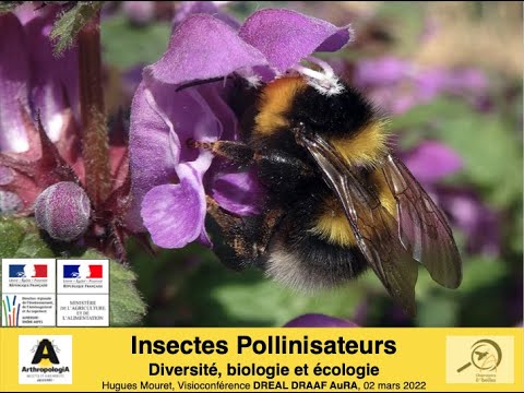 Insectes pollinisateurs : diversité, biologie et écologie (1/2)