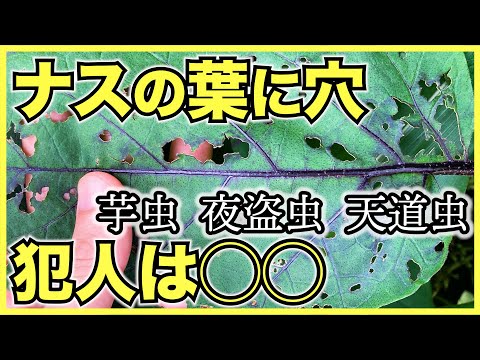 大根の葉に穴が空いてしまった！何のために ？それらをどのように治療すればよいでしょうか？  庭園