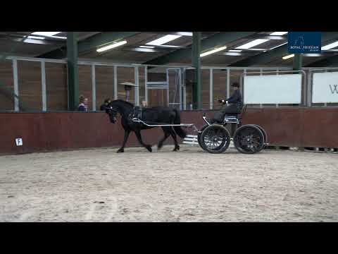 Ibop te Wergea | 19 November 2021