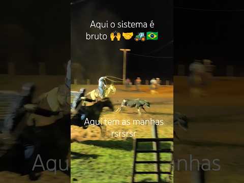 Treino de laço em Guaraci/PR #agro  🇧🇷🚜🤝🤝🇧🇷