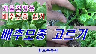 겨울김장용 배추모종 고르기 및 김장배추 심는 시기