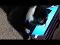 Tuxedo Cat Attacks Virtual Fish
