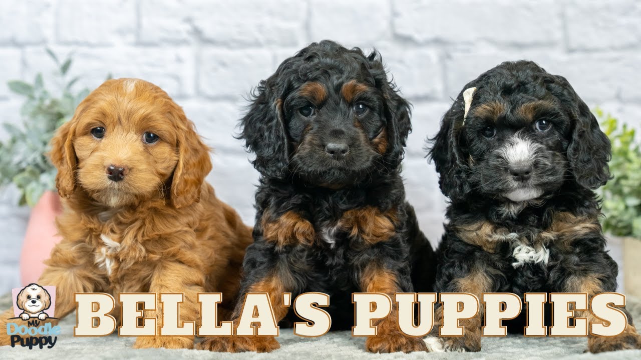 Bella's Cockapoo Puppies are 6 Weeks Old!