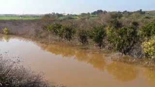 Download lagu Yavne After Rains 5 mp3