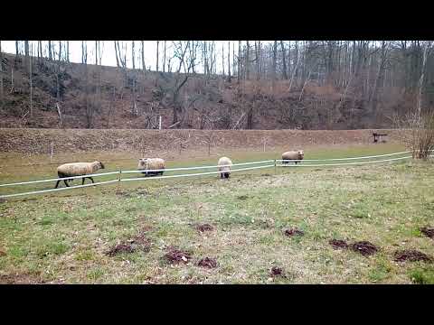 Proč? Nepochopím. Ta x let nestříhaná ovce asi zlobila a má to za trest?