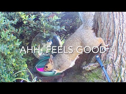 Mommy split-ear squirrel drinks a lot of water (and supplements) @ August 30, 2021 #SquirrelNest