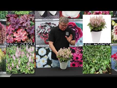 TERRA NOVA® Nurseries, Inc. - Tiarella 'Pink Skyrocket'