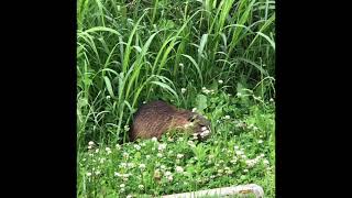 大和川にいたヌートリア！