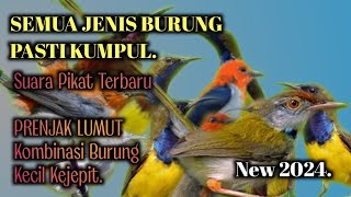 Download lagu SUARA PIKAT SUPER LENGKET SEMUA JENIS BURUNG !! Prenjak Lumut Kombinasi Burung Kecil Kejepit. mp3 Download lagu SUARA PIKAT SUPER LENGKET SEMUA JENIS BURUNG !! Prenjak Lumut Kombinasi Burung Kecil Kejepit. mp3