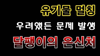 [텃밭농부. 1,039]  고추밭에 유기물 멀칭. 심각한 달팽이의 공격을 부른다 #고추재배