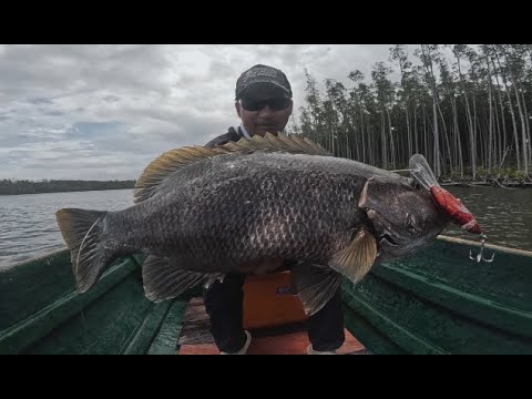 Crank baiting magic for Papuan Black Bass with the Papuan Bass Diver 100F