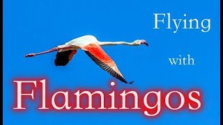 Flying With the Flamingos (4K)