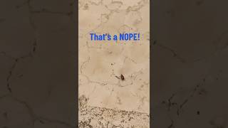 Cruise Ship has ROACHES! Disgusting! Can you guess which line/ship?! #cruise #roaches #cruiseship