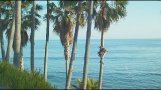 Palm Trees by the Ocean 4K Live Wallpaper | 4K Live Wallpaper