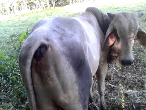 Toro fracturado de la cadera