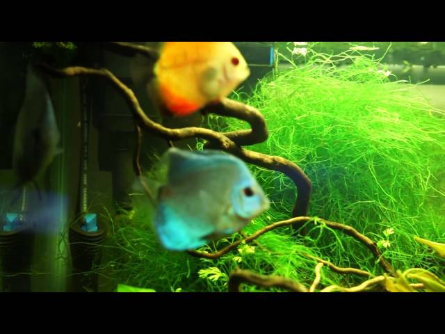 fish tank, discus fish, update, fish