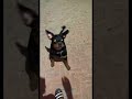 Rottweiler Shorts Vikku3959