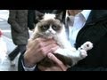 Grumpy Cat Interview 2013 On 'GMA': 'No' Meme Feline's Exclusive Video