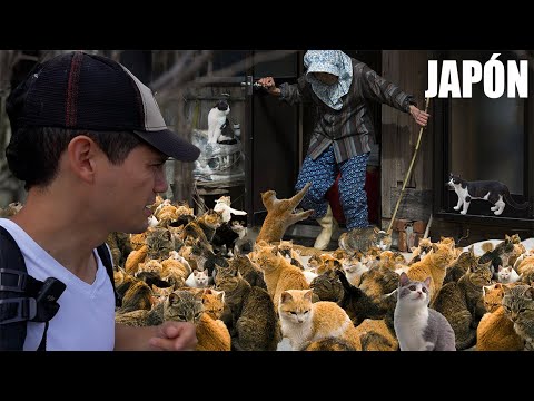 There are more cats than humans in this island 😳