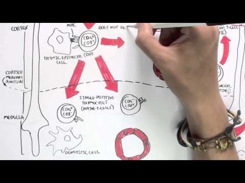 Immunology Map III - T cell development II