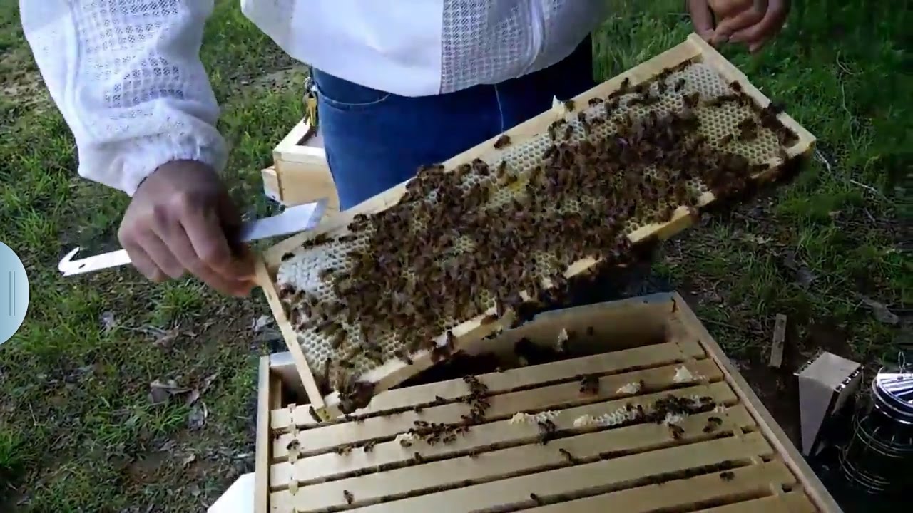 HOW TO: 2nd Hive Inspection (LIVE)