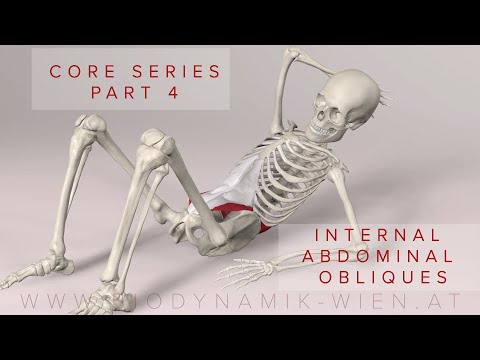 Core Series Part 4: Internal Abdominal Obliques Muscles (3D Animation)