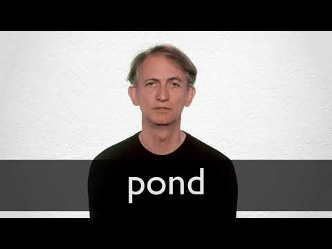 Deutsche Ubersetzung Von Pond Collins Englisch Deutsch Worterbuch Deutsche Ubersetzung Von Pond Collins Englisch Deutsch Worterbuch