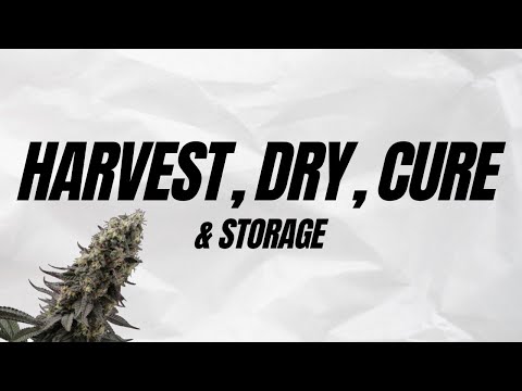 How to Harvest, Dry, Cure & Store your Cannabis the Home Grow TV way!
