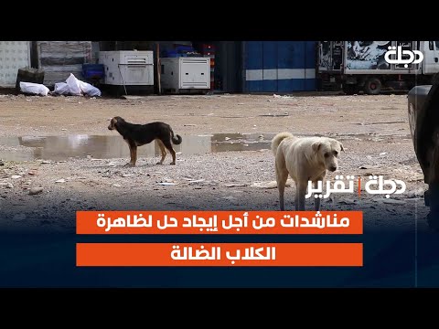 فيديو | #ديالى.. مناشدات من أجل إيجاد حل لظاهرة الكلاب الضالة