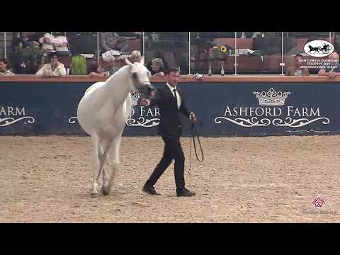 N 83 AMANDA PEGASUS   Sentower Diamond Trophy 2021   International Show   Mares 7 9 Years Old Class