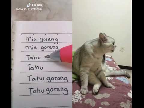 Kucing lucu & imut