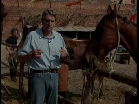 Bogusław Wołoszański: Bitwa Pod Grunwaldem, część 3/4.