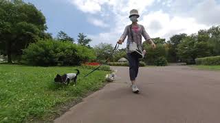 七北田公園で愛犬とお散歩