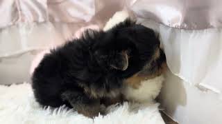 ハーフ犬の動画01