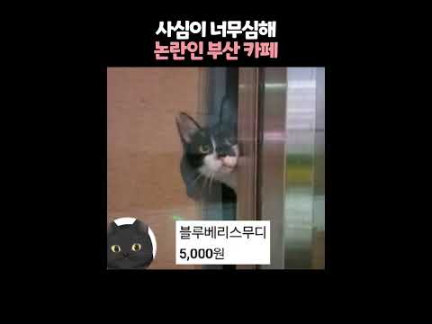 사심이 너무심해서 논란인 부산카페? 😮