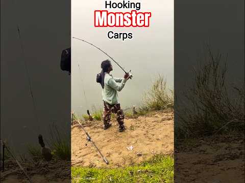 Hooking MONSTER Carps with Epic Feeder Bait in the Mighty Mahanadi!