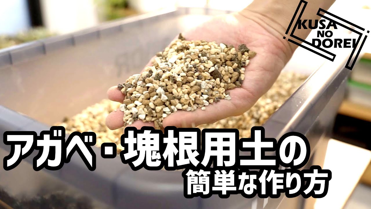 『KUSA NO DOREI』たった127円/1L で作るアガベ・塊根用の用土の作り方【Vol.4】